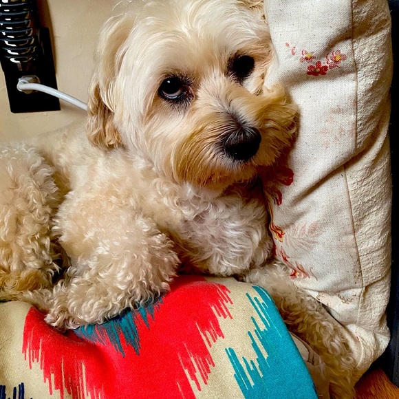 Meet your Posher, Diana - Picture 1 of 4